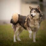 Pies husky stojący w trawie, wyglądający na czujnego