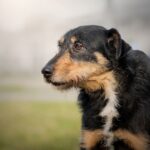Czarno-brązowy pies patrzący z boku, portret z bliska.