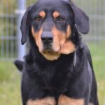 Czarno-podpalany pies patrzący prosto w kamerę z neutralnym wyrazem twarzy.