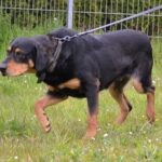 Czarno-podpalany pies na smyczy, spacerujący po trawiastym polu.