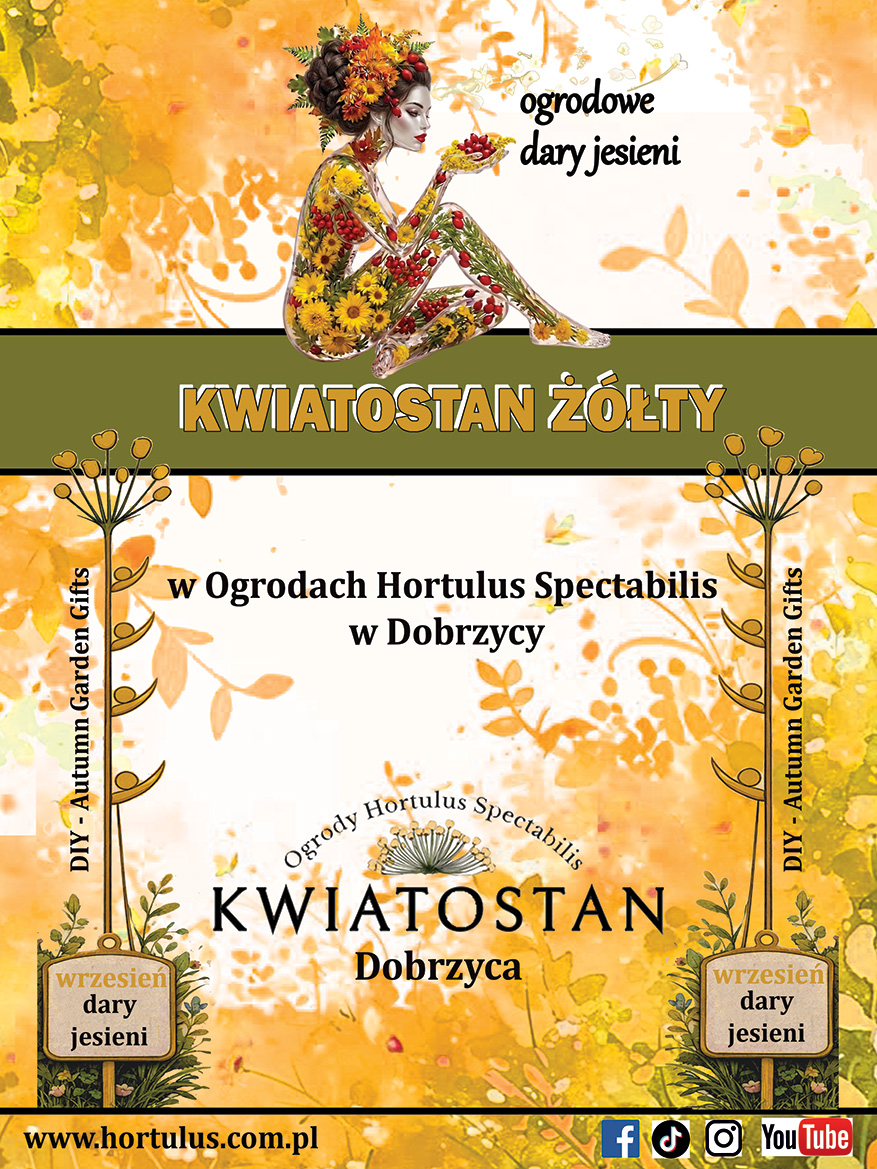 kwiatostan żółty